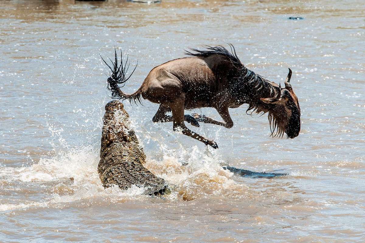 When Is the Best Time to See the Great Migration in the Masai Mara National Reserve?