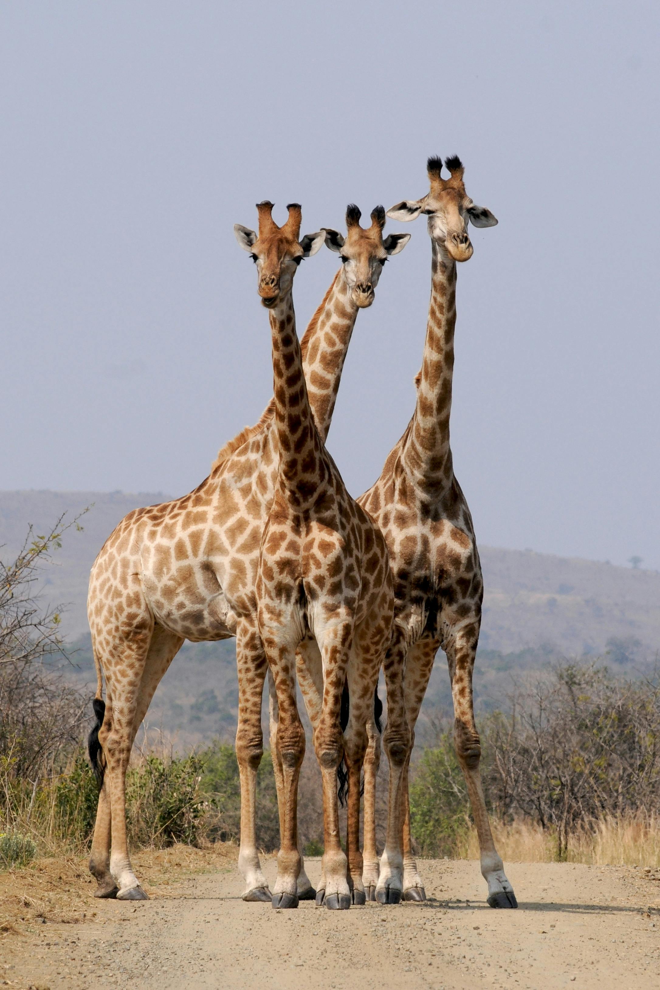 🐘 Why Africa Should Be Your Next Adventure