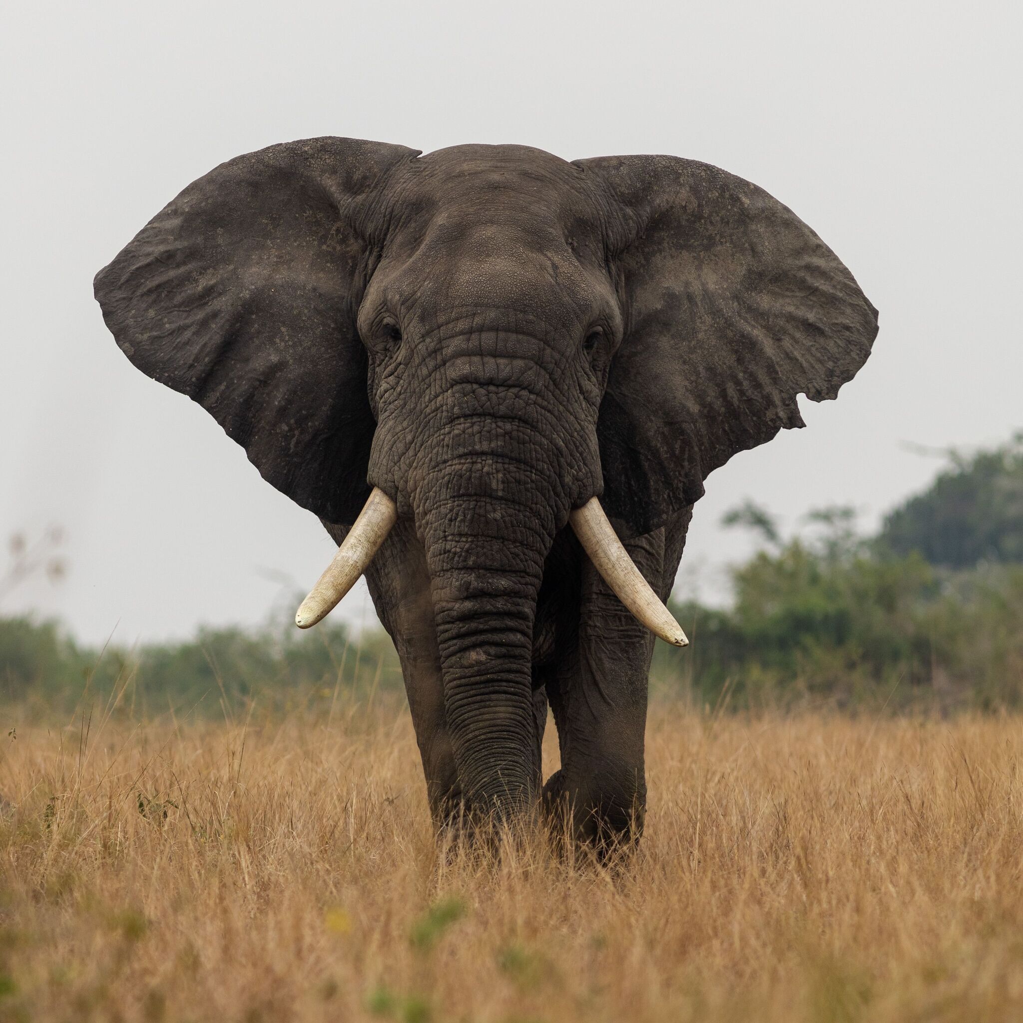 The Elephants of Amboseli: Kilimanjaro's Original Photobombers