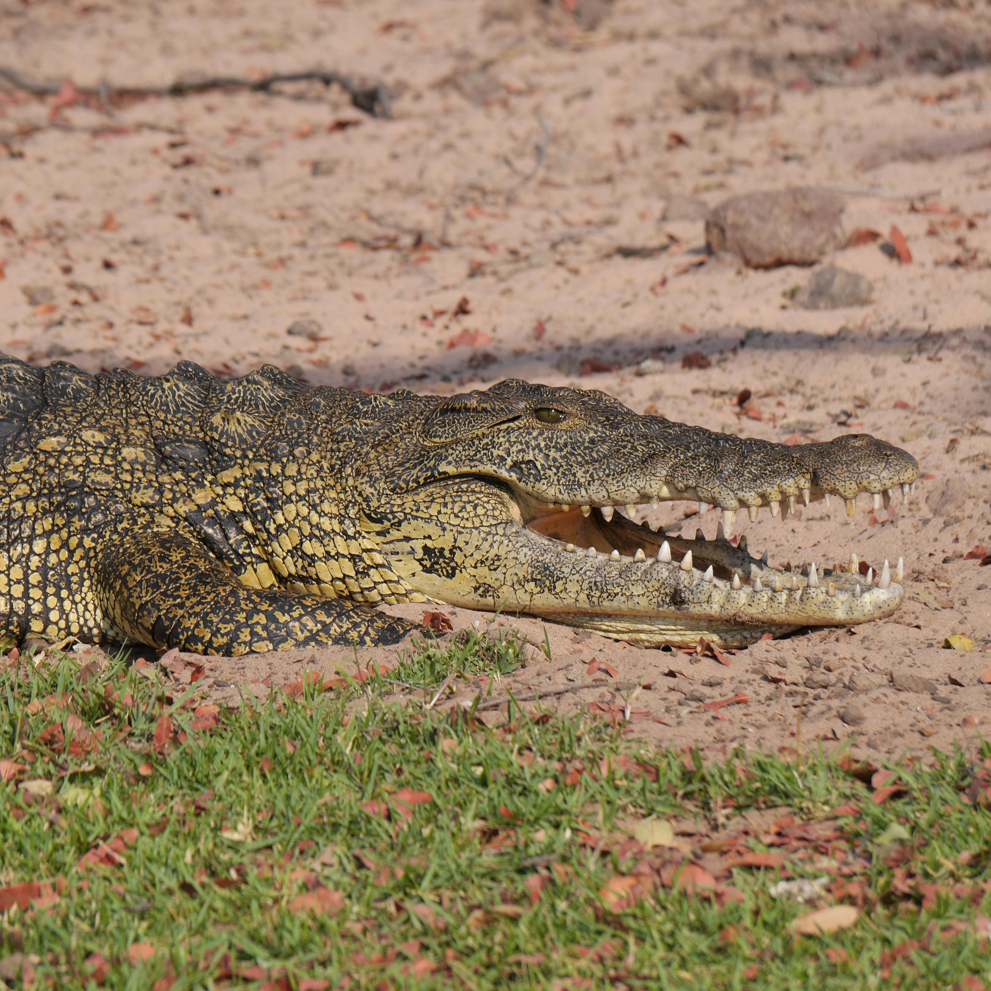 Nairobi National Park: Wildlife Safari, Nile Crocodiles & Day Trip Guide Kenya