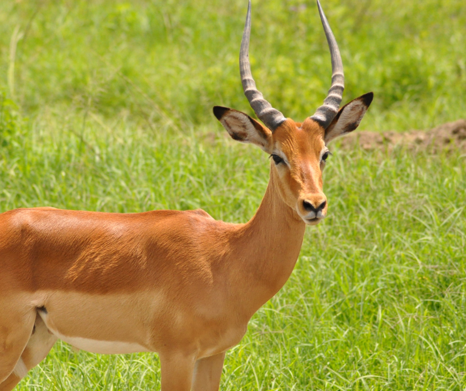 What is Maasai Mara famous for?