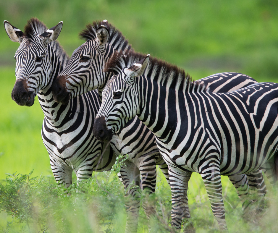 Top Kenya Safari Tours: Wildlife, Adventure & Unforgettable Experiences