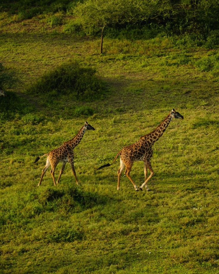 Kenya Safari During the Green Season: Pros and Cons