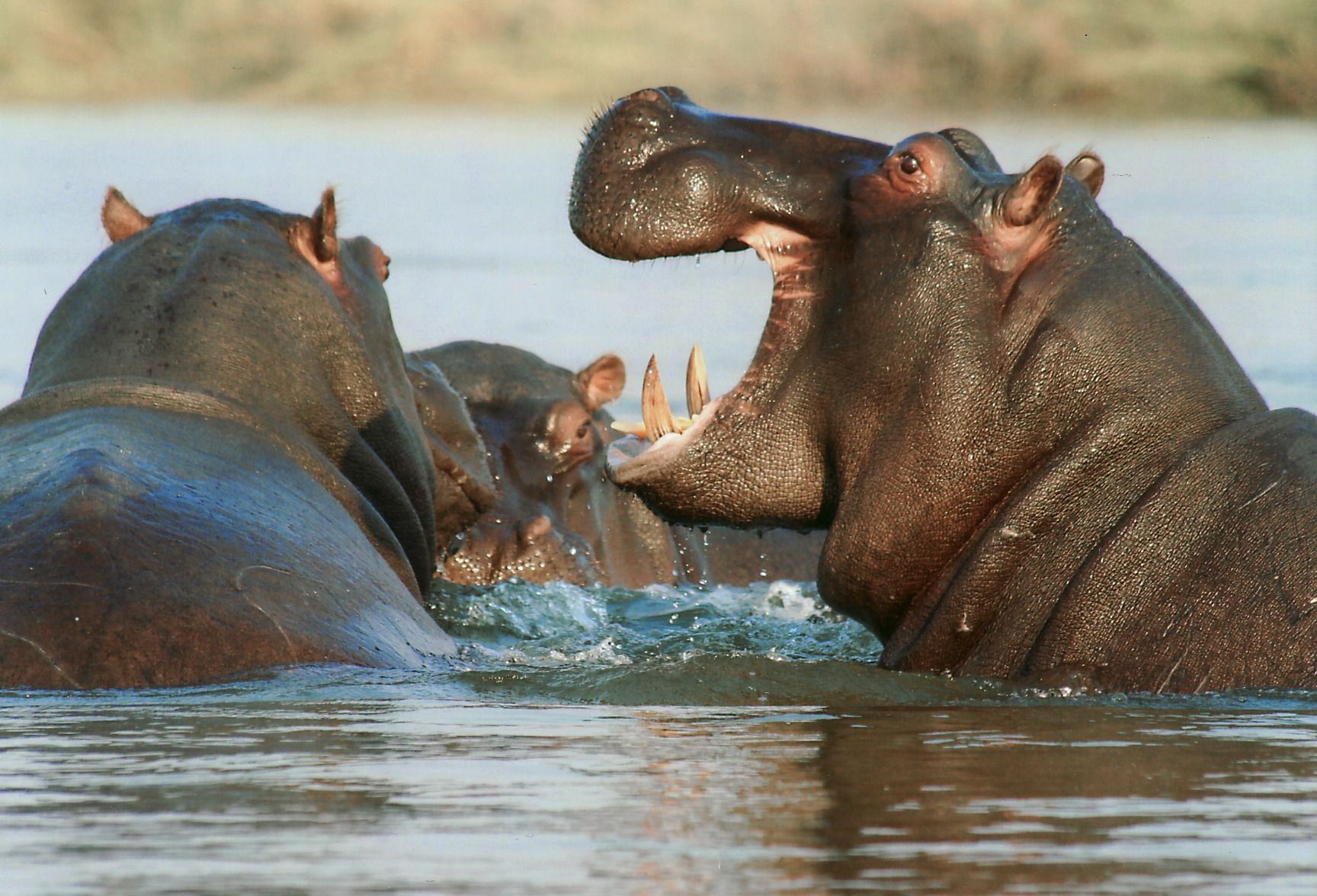 Hippos: Africa's Most Dangerous Animal Is Also Its Biggest Drama Queen