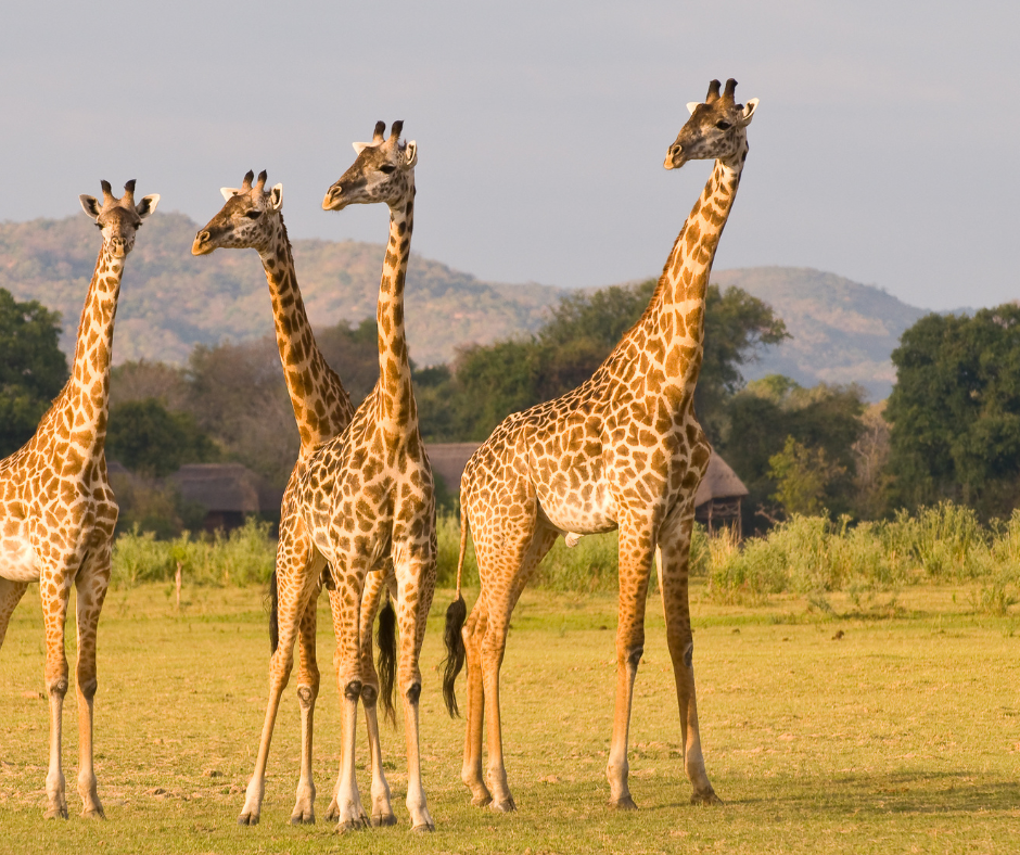 14-Day Tanzania Wildlife and Beach Safari | Serengeti, Crater & Zanzibar