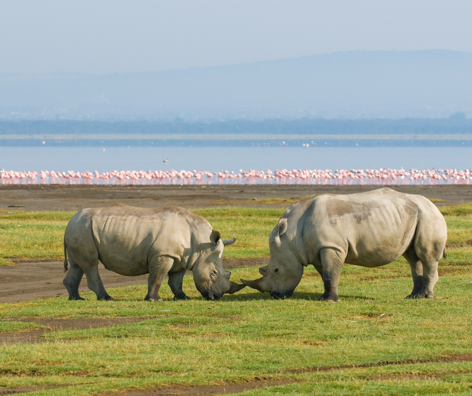Lake Nakuru - Kenya wildlife Safaris  Flamingos, rhino cheetah leopard  more