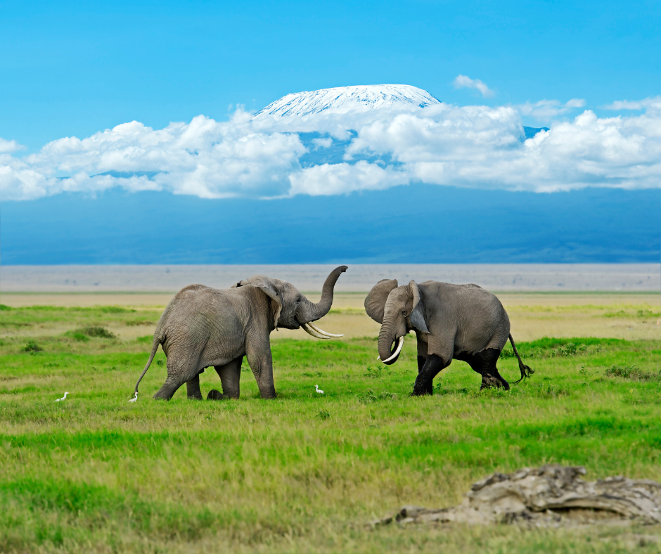 Amboseli 3 Day  Safari Kenya- Elephants & Kilimanjaro Views