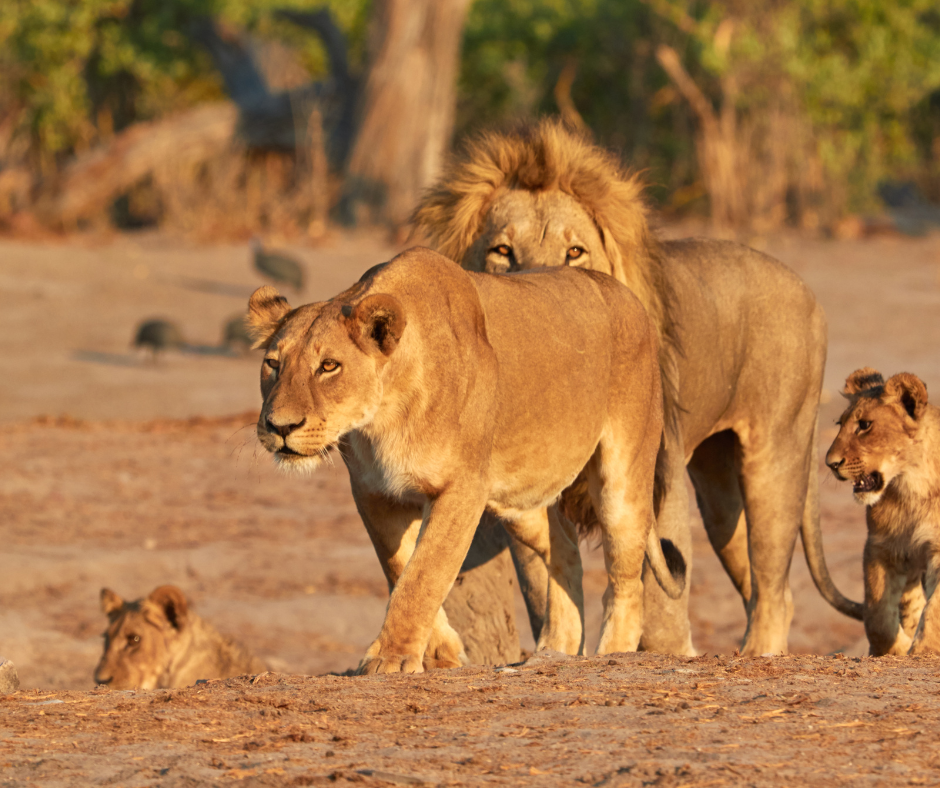 Masai Mara Luxury Safari | Premium Game Drives & Elegant Lodges
