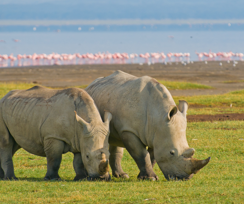 Affordable Masai Mara & Lake Nakuru Safari – Wildlife & Flamingo, Rhino Paradise