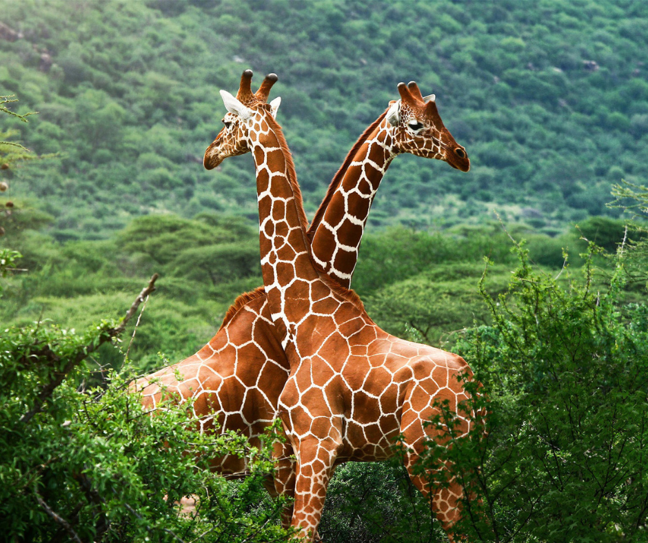 NAIROBI EXCURSION( Nairobi National Park, Elephant orphanage & City ride)
