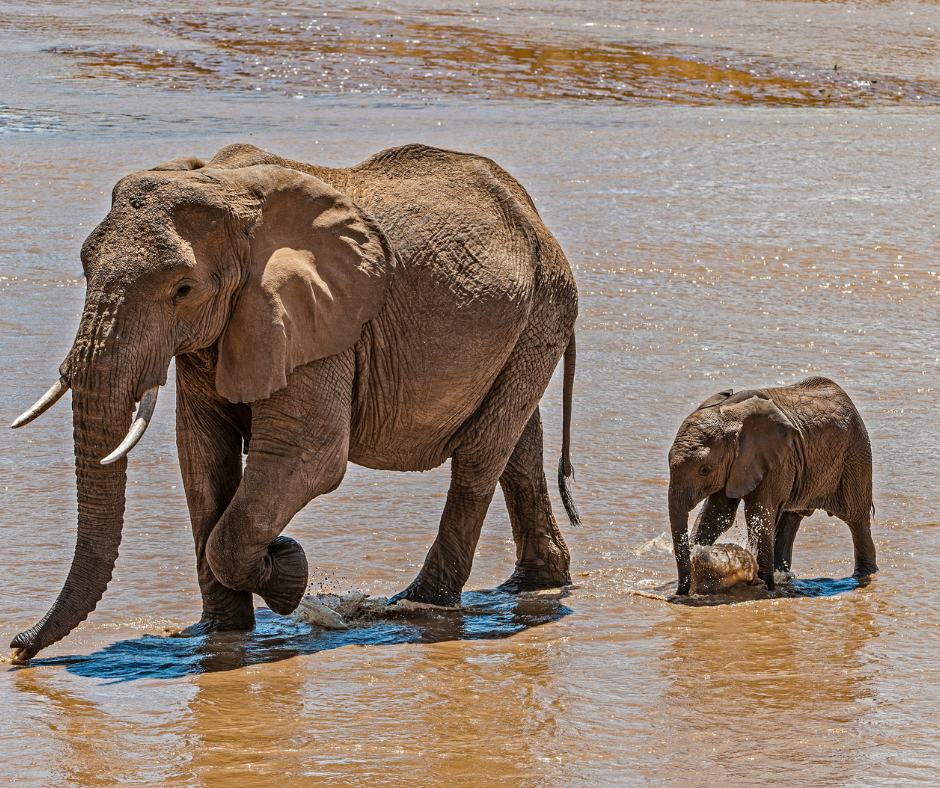 9-Day Kenya Wildlife & Nature Safari: Samburu, Masai Mara, Lake Nakuru & Amboseli