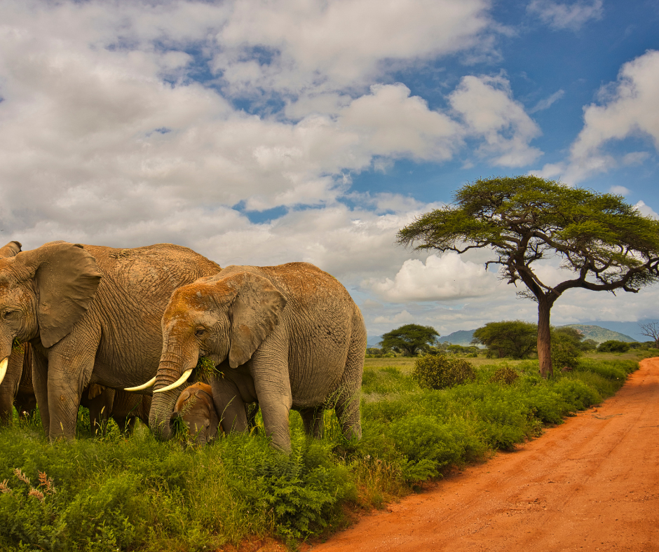 Ultimate 7-Day East Africa Safari: Masai Mara, Serengeti & Ngorongoro (with One-Way Flight)