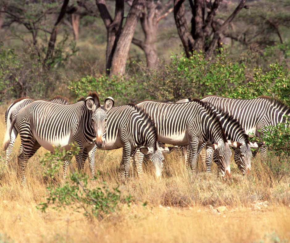 Best 6-Day Kenya Safari: Samburu, Lake Nakuru & Masai Mara Tour