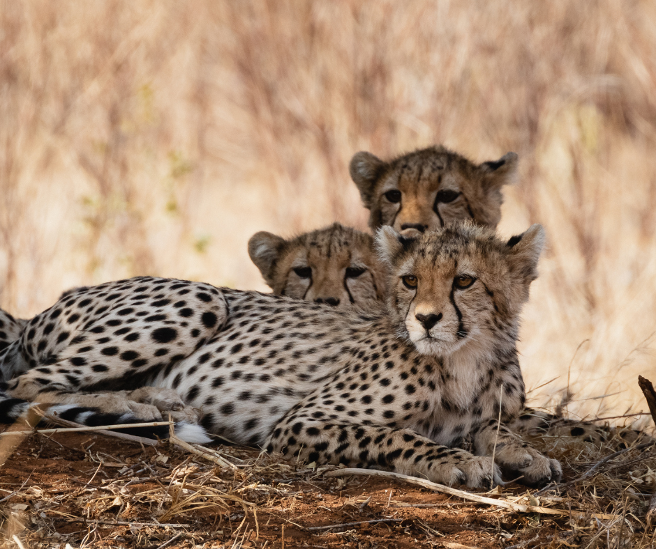 6-Day Kenya Safari Adventure | Amboseli, Nakuru & Masai Mara