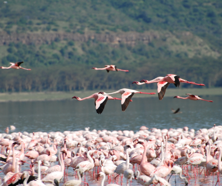 Luxury 4 Days Nakuru and Masai Mara Safari | Kenya Wildlife Escape