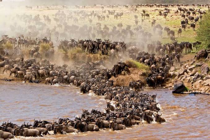 4-Day Maasai Mara Wildebeest Migration Safari
